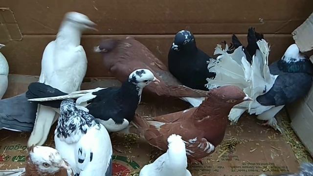 ОЛТИНКУЛ кабутар бозор сунги НАРХЛАРи бозорлар юриб қолган  Kabootar Bazi, Pigeons, Голуби, Kabutar