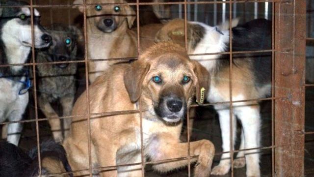 Им оставалось несколько часов до усыпления. Произошло то, что заставляет плакать! смотреть онлайн