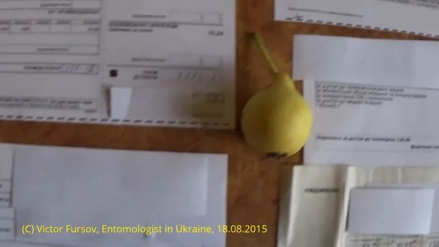 Какие Цены На Свет, Газ, Воду, ЖКХ в Киеве ? Kiev Ukraine смотреть онлайн