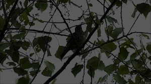 Пение птиц. Голос дрозда рябинника слушать онлайн бесплатно