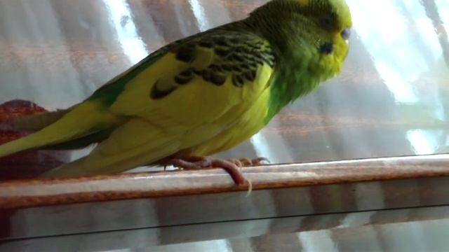 Волнистый попугай Кузя поет смотреть онлайн