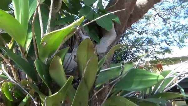 Дендробиум спешиозум в природе. Dendrobium speciosum.