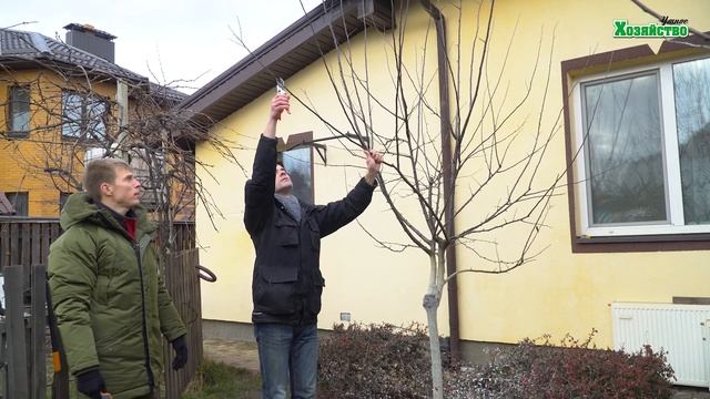 Как формировать декоративные деревья? смотреть онлайн
