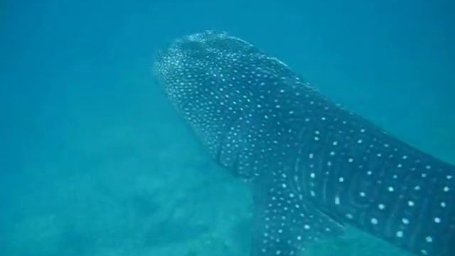 Whale shark in the Maldives смотреть онлайн
