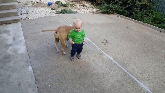 Какая самая сильная порода собак в мире бойцовая порода ?????????? смотреть онлайн