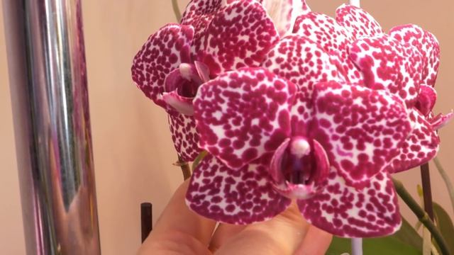 Орхидеи СПЛОШНОЕ ОЧАРОВАНИЕ!  Orchids ARE A COMPLETE CHARM!