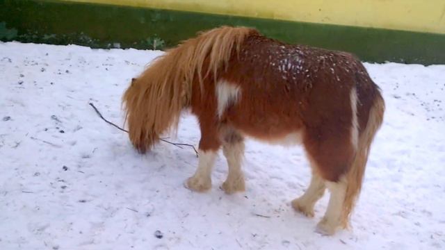 копытные смотреть онлайн