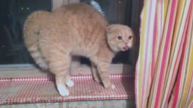 Довела кота до инфаркта! смотреть онлайн