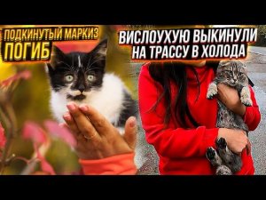 Выкинули на трассу Вислоухую шотландку Маркиз погиб. Разведенцы горите в аду