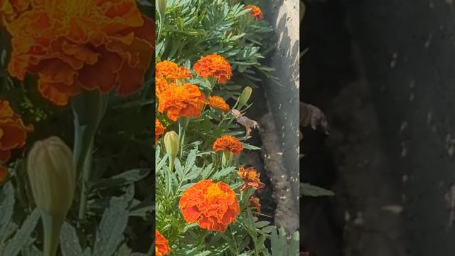 Бабочка колибри-бражник пьёт нектар смотреть онлайн