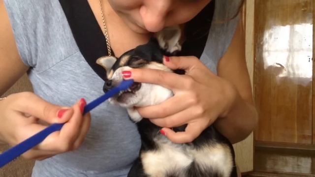 Как чистить зубы собаке. Чистка зубов Той терьеру. смотреть онлайн