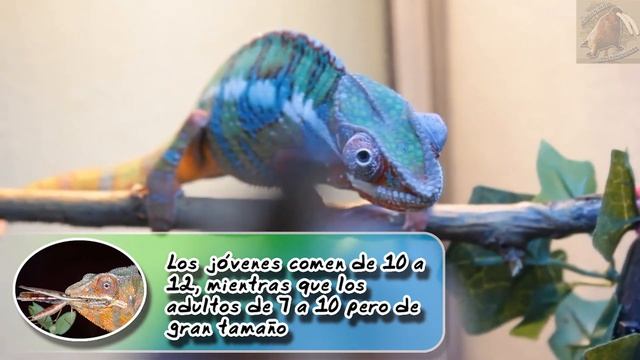 Camaleón Pantera | El Reptil Colorido Y Arborícola | (Animales Domésticos) |Cuidados De Mascotas|