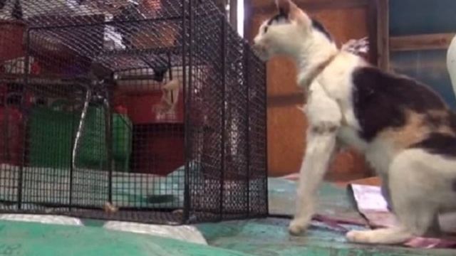 Старая кошка сидела возле разваленного дома, вы только посмотрите, что было привязанно к ее ноге,шо смотреть онлайн