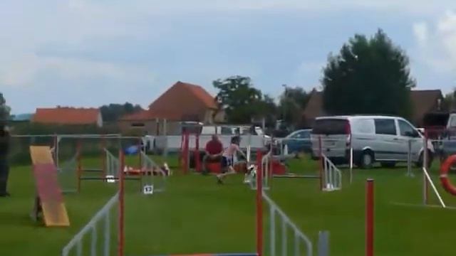 Junior Agility papillon смотреть онлайн