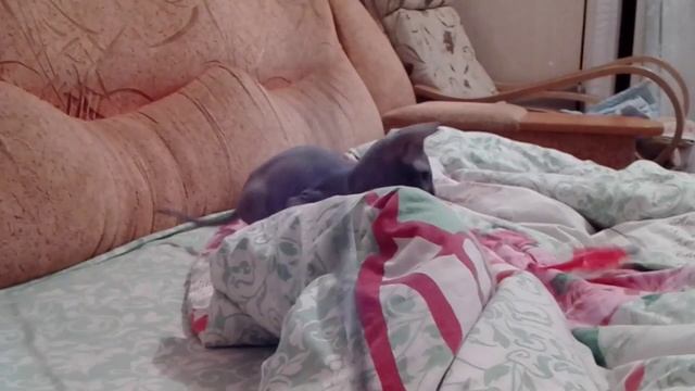 все лысые кошки умные? смотреть онлайн