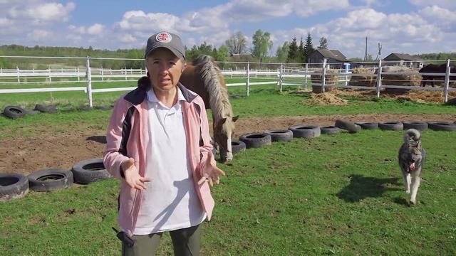 Необычное рождение жеребенка от большой лошади. смотреть онлайн