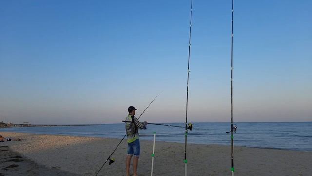 Trabucco virgo. Лучшее соотношение цена-качество.