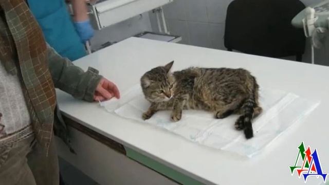 КОШКУ уже хотели УСЫПИТЬ, но ветеринар СПАС её, обнаружив странный шарик в её теле… смотреть онлайн