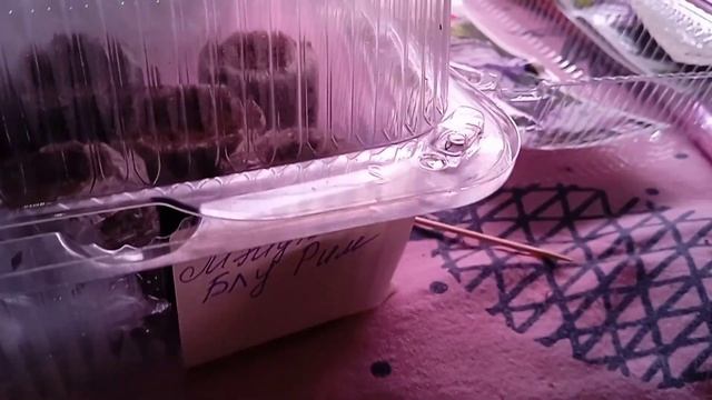 Эустому сею. Некоторые нюансы смотреть онлайн