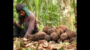 КАК СОБИРАЮТ БРАЗИЛЬСКИЕ ОРЕХИ В ДЖУНГЛЯХ АМАЗОНКИ