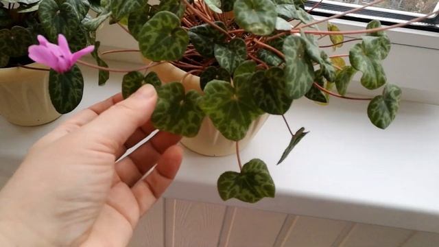 Причины деформации листьев альпийской фиалки. Длинные листья смотреть онлайн