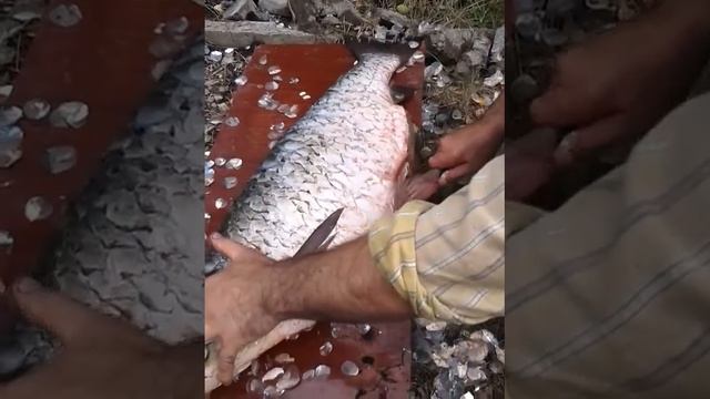 Белый амур. смотреть онлайн