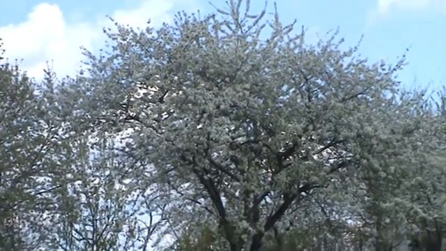 КРИВАЯ ЛУКА. 02.05.2021 Г. ПАСХА. смотреть онлайн