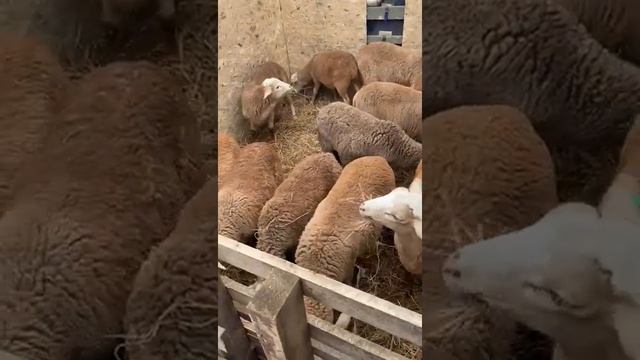 катумские бараны и ярки смотреть онлайн