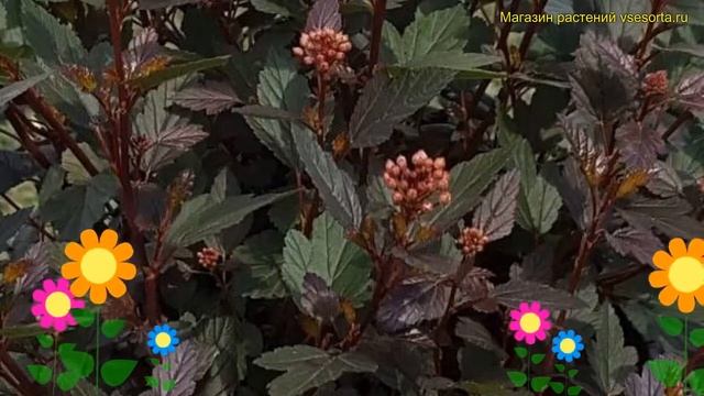Пузыреплодник калинолистный Литтл Джокер. Краткий обзор Physocarpus Opulifolius Little Joker