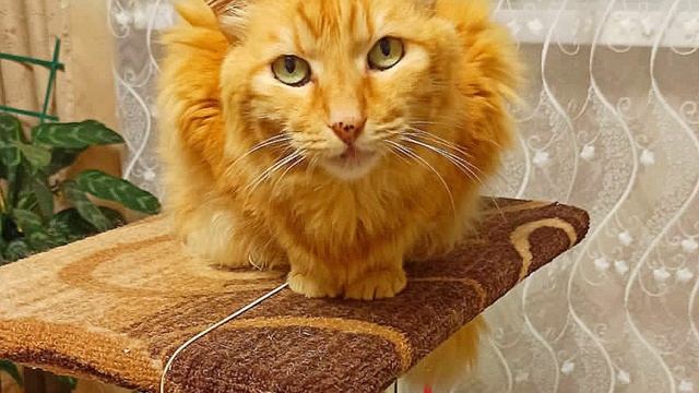 Коля с Надей в Коломые. Обзор 