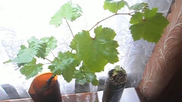 Виноград. Когда виноград лучше всего ставить на проращивание смотреть онлайн