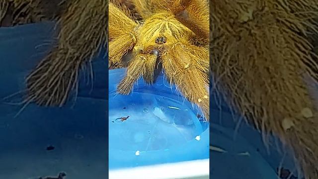 Pterinochilus murinus. Бешеный Апельсин смотреть онлайн