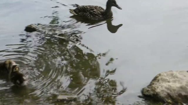 Абрахам-Хикс. Что бы мы делали утром. смотреть онлайн