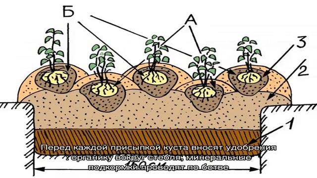 Выращивание картофеля по китайскому методу смотреть онлайн