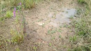 Дербенник выросший из семян.