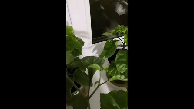 Скручиваются листья у перца? Выход есть!