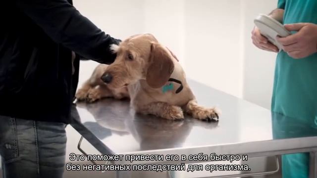 Собака отказывается от еды!