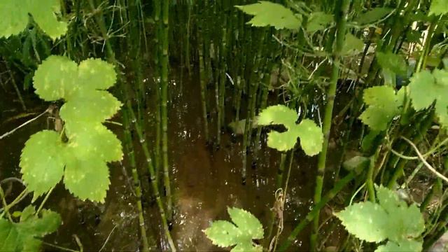 Притока реки Жихорец с холмов каскадных гаражей. смотреть онлайн