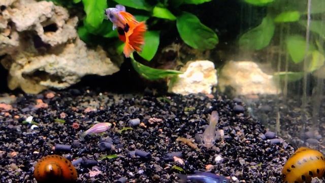 Гуппи огненные / Guppy fire смотреть онлайн