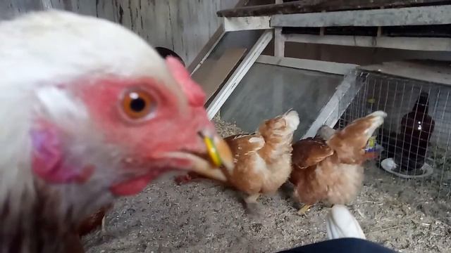 Как бороться с выщипыванием перьев у курей！ смотреть онлайн