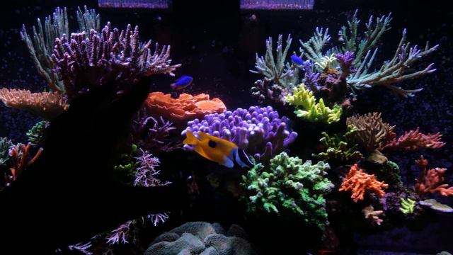 300 Gallon Reef Overhaul Part 1 | One Last Look смотреть онлайн