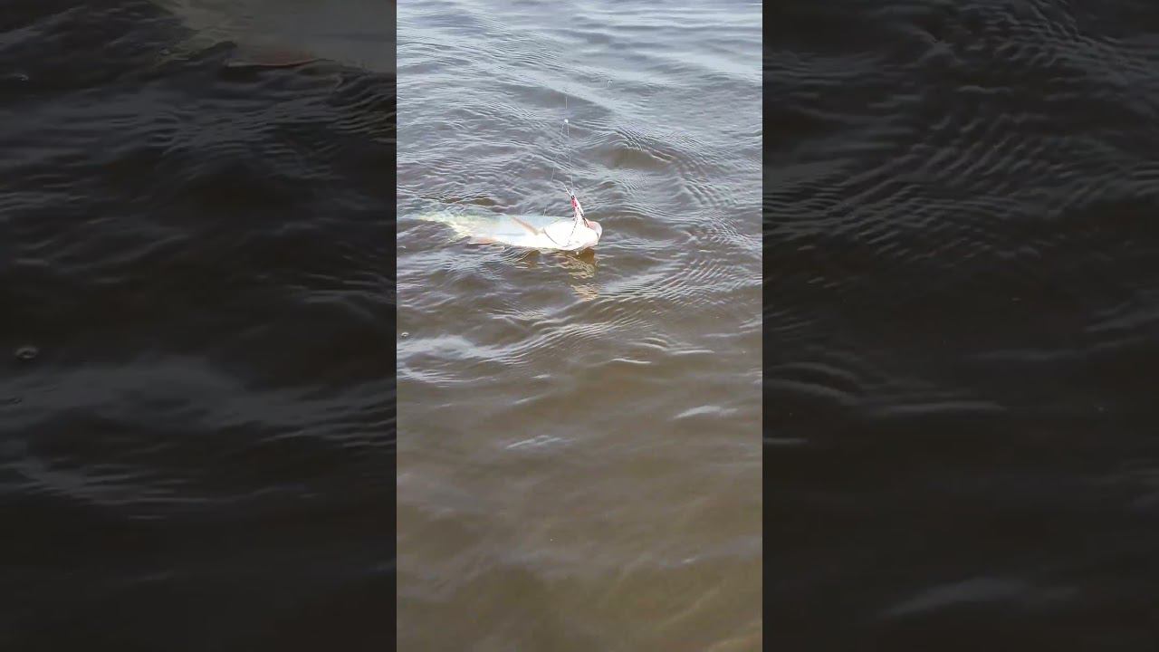 Рыбалка на спиннинг 2024 Поймал первого жереха #shortvideo #fishing #рыбалка #fishingvideo #лето смотреть онлайн