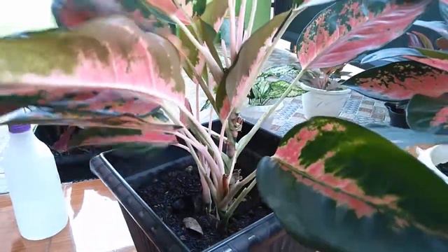 TIPS MERAWAT AGLONEMA AGAR RIMBUN смотреть онлайн