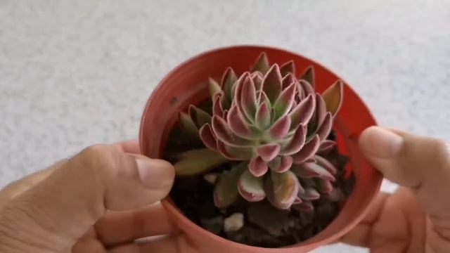 🏹Una Flecha Hermosa ^Echeveria Setosa Arrow^ смотреть онлайн