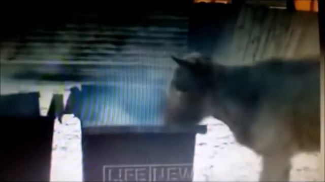 Бык не страшно ест прямо из костра смотреть онлайн