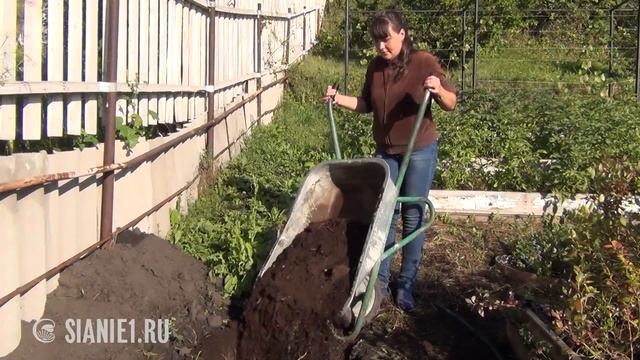 Как получить большой урожай жимолости смотреть онлайн