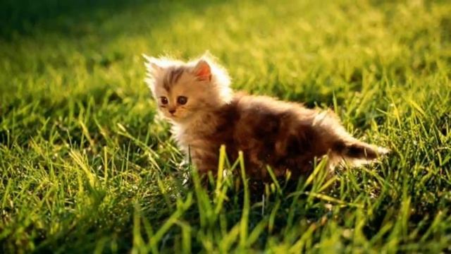 Топ самых милых и красивых котят(это наше маленькое чудо).?? смотреть онлайн