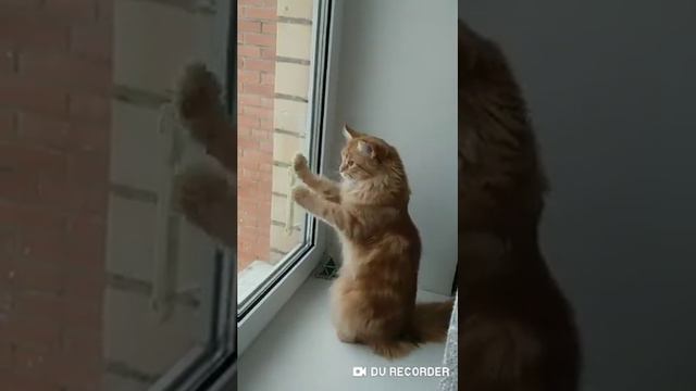 Кошка хочет на улицу смотреть онлайн