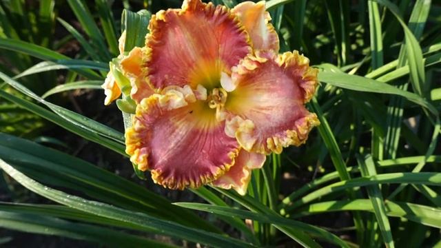 Лилейник BUDDY HUDSON смотреть онлайн