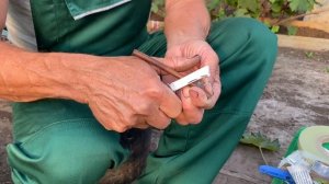 ПРАВИЛЬНАЯ ПРИВИВКА ВИНОГРАДА || Тонкости при прививании винограда || Прививка черным в зеленое